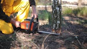 How Our Tree Care Process Works  in  Bala Cynwyd, PA